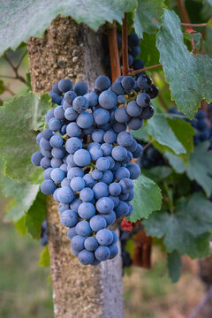 Closeup of a Cluster of Spatburgunder Grapes on the Vine