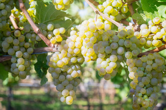 Riesling Grapes Kissed by the Sun on the Vines