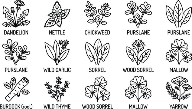 Wild edible foraging plants collection displaying dandelion nettle chickweed purslane garlic sorrel mallow burdock thyme yarrow