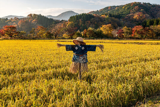 Scarecrow in Golden Rice Field with Autumn Mountains in Japan