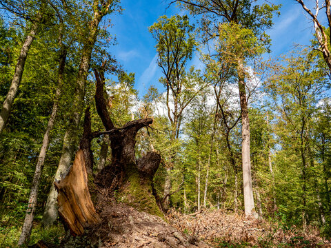Besch&auml;digte B&auml;ume nach einem Sturm im Mischwald