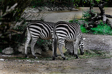 Fototapeta premium Grant zebras eating hay. Latin name - Equus quagga boehmi 