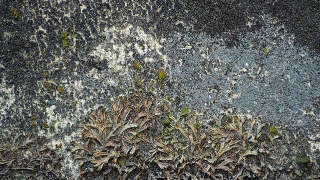 Macro shot of organic lichen and moss growth on a weathered old stone surface, featuring intricate biological patterns and natural textures for abstract nature backgrounds and environmental concepts.
