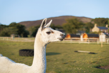 Fototapeta premium White alpaca stands in green pasture