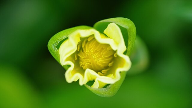 Extreme Macro Top View of a Yellow Wildflower Bud Gradually Opening and Blooming against a Soft Blurred Green Foliage Background, Showcasing Intricate Ruffled Petals and Natural Floral Texture