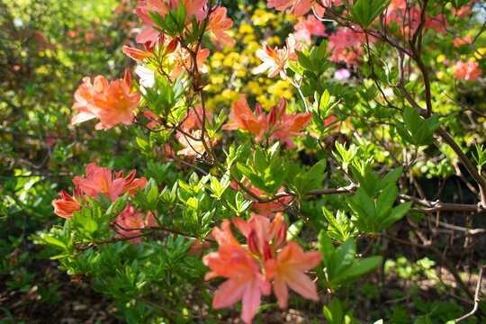 close-up of a beautiful pink Japanese rhododendron pink flower in the garden