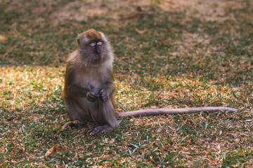 a beautiful little monkey in a zoo in captivity © Nataliya