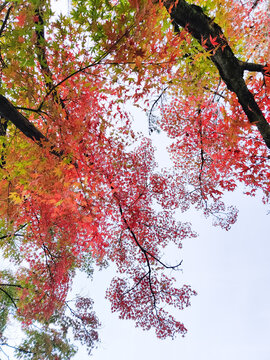 bottom view of beautiful autumn trees with yellowed leaves