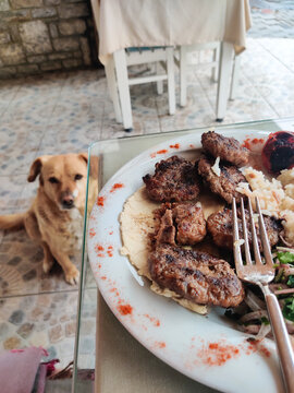 a hungry dog asks for food in a restaurant at the table