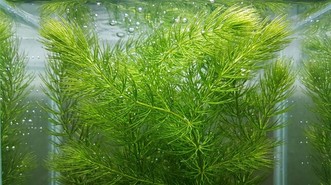 Hornwort plant growing underwater inside a home fish tank, lush green foliage, natural aquatic environment
