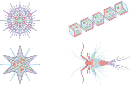 Marine Biology Plankton Vector Set Featuring Microscopic Phytoplankton Diatoms Radiolarian Star Structures and Ocean Zooplankton Copepod Organism Graphic Illustration
