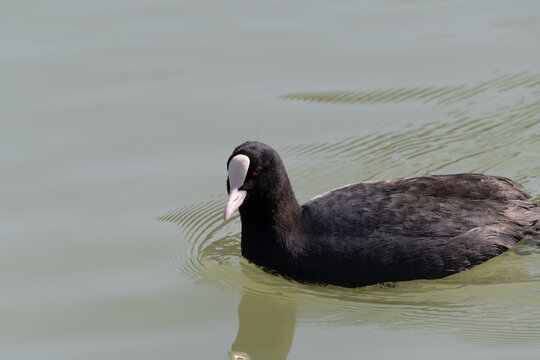 Close up of a black Eurasian coot swimming peacefully on ripples of water with copy space