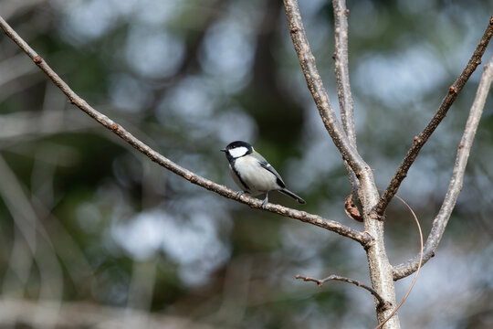 Small Japanese tit bird perching on a thin tree branch in soft winter sunlight