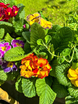 Flores lindas, com cores vivas em amarelo, vermelho, roxo, sendo as bordas coloridas com cores diferentes das cores da flor, deixando elas especiais e com folhas bem verdes deixando a paisagem belissi
