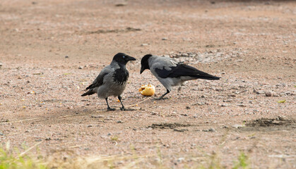Obraz premium Two hooded crows Corvus cornix share a yellow apple fruit food on a ground dirt road. Wild birds interaction, competition and conflict for food in a city park, urban wildlife behavior, intelligent. 