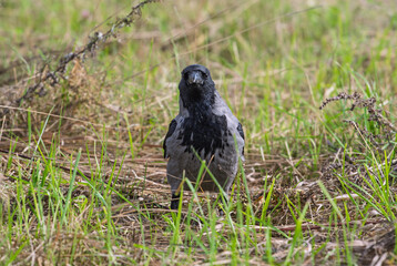 Obraz premium Hooded crow Corvus cornix stands on a green grass lawn with dry twigs in a city park. Close up front view of a grey and black wild bird looking at the camera, urban wildlife fauna, spring or summer. 