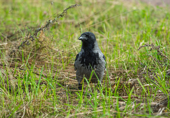 Obraz premium Hooded crow Corvus cornix stands on a green grass lawn with dry twigs in a city park. Close up front view of a grey and black wild bird looking at the camera, urban wildlife fauna, spring or summer. 