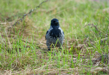Obraz premium Hooded crow Corvus cornix stands on a green grass lawn with dry twigs in a city park. Close up front view of a grey and black wild bird looking at the camera, urban wildlife fauna, spring or summer. 