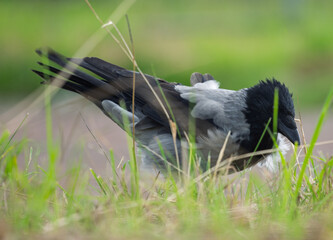 Obraz premium Hooded crow Corvus cornix stands on a green grass lawn with dry twigs in a city park. Close up front view of a grey and black wild bird looking at the camera, urban wildlife fauna, spring or summer. 