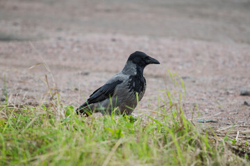 Obraz premium Hooded crow Corvus cornix stands on a green grass lawn with dry twigs in a city park. Close up front view of a grey and black wild bird looking at the camera, urban wildlife fauna, spring or summer. 