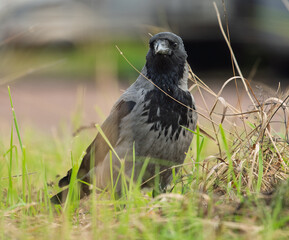 Obraz premium Hooded crow Corvus cornix stands on a green grass lawn with dry twigs in a city park. Close up front view of a grey and black wild bird looking at the camera, urban wildlife fauna, spring or summer. 