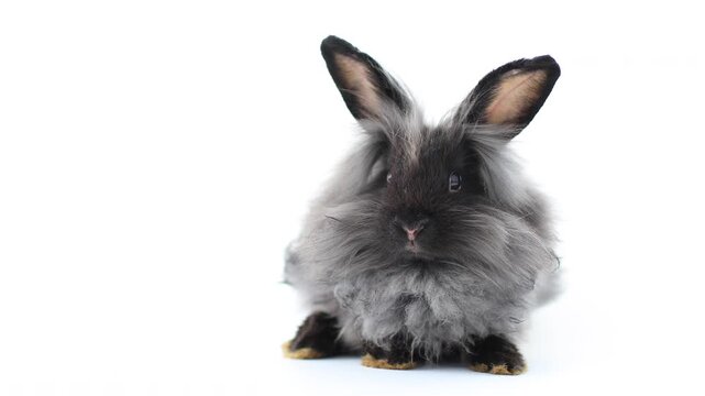 Lovely bunny easter fluffy rabbit, Baby rabbit on white background. The Easter white hares , sniffing, looking around, on white nature background. Companion animal. Family pet. Symbol of easter day.