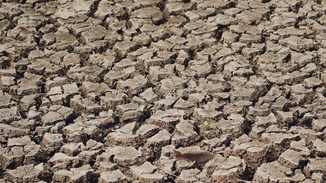 High-angle view of extremely dry and parched earth with deep cracks, symbolizing severe drought, climate change effects, and water scarcity in a barren, arid landscape under the intense hot sun.