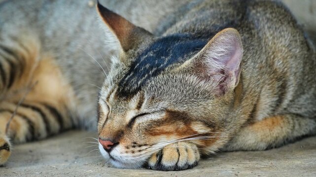 Close-up of a peaceful tabby cat sleeping comfortably on a stone floor, showcasing detailed fur texture, whiskers, and cute paws tucked under its chin in a calm and serene atmosphere.