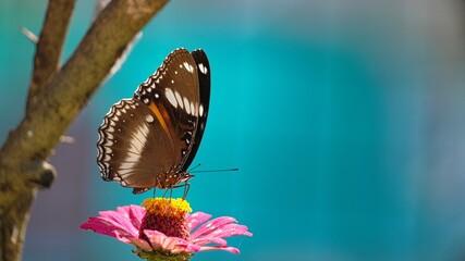 Beautiful female Great Eggfly butterfly, Hypolimnas bolina, perched on a vibrant pink zinnia flower in a sunlit garden, showcasing intricate wing patterns against a soft bokeh turquoise background. © Silmiart