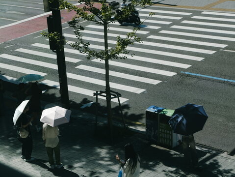 Pedestrians with umbrellas crossing a city street at a marked crosswalk