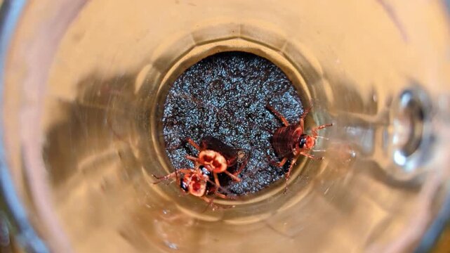 a bunch cockroaches trapped in a coffee cup 