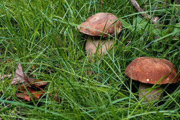 Porcini mushrooms growing in lush forest grass © Keram