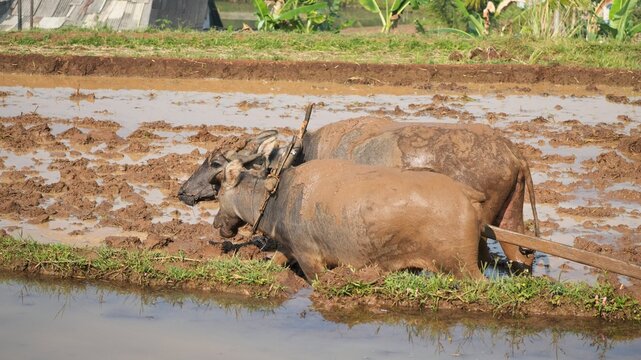 Two water buffaloes plowing a muddy rice field during the traditional farming season in a rural village, showing ancient agricultural methods and livestock labor in Southeast Asia.
