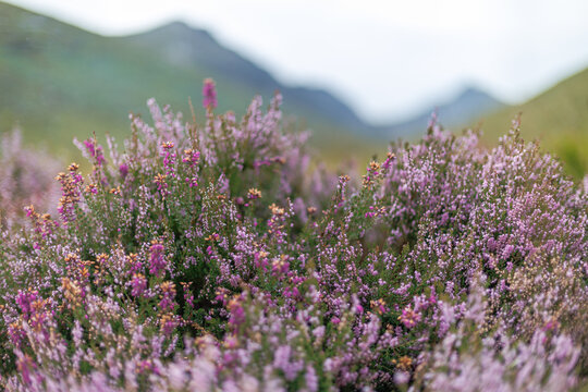 Purple heather blooms fill the foreground in the Glen Rosa valley on Arran, Scotland
