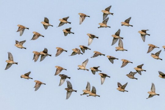 Flock of common linnets fly in blue sky. Group of small finch birds moving together in wild nature. Eurasian songbirds show beautiful plumage, wings during flight. Avian wildlife migration seasonal