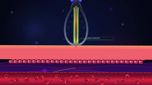 Animated cross-section of a mosquito fascicle piercing human skin to suck blood from a capillary, detailing the anatomy of maxillae, mandibles, labrum, and salivary duct during a bite