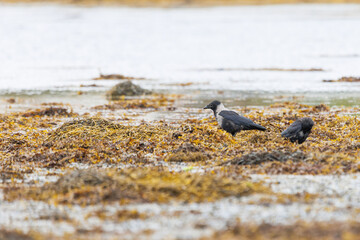 Obraz premium Two hooded crows forage on a muddy, seaweed-strewn shore