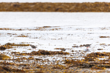 Wader stands still on wet, muddy ground with seaweed scattered around © nicholasjermy