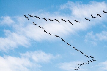Fototapeta premium Large flock of cranes flies in V formation across blue sky with white clouds. Wild birds migrate in group through air during spring autumn. Nature scene shows many animals traveling together in sky