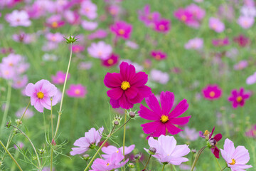 Obraz premium Colorful cosmos flowers blooming gracefully in soft autumn sunlight in field