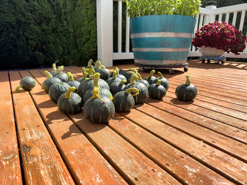 Good size harvest of organic medium size Japanese Kabocha or pumpkin squash during late summer early autumn harvest season with home garden and deck patio in background