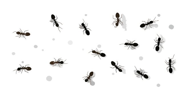 template of  ant  scattered on a white wall with flat clean shape design