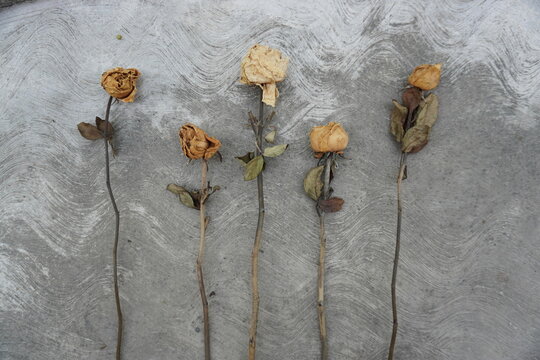 Five dried rose stems as a background or pattern for motivational quotes.