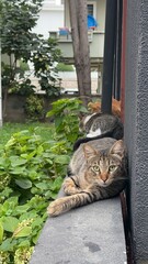 cats in the park © Viktoriia