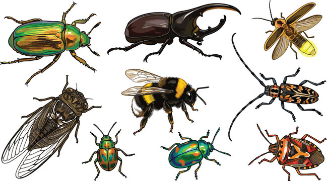Insects and large beetles detailed vector illustration set. Collection of realistic bugs including rhinoceros beetle, firefly, cicada, bumblebee, longhorn beetle and colorful jewel beetles isolated