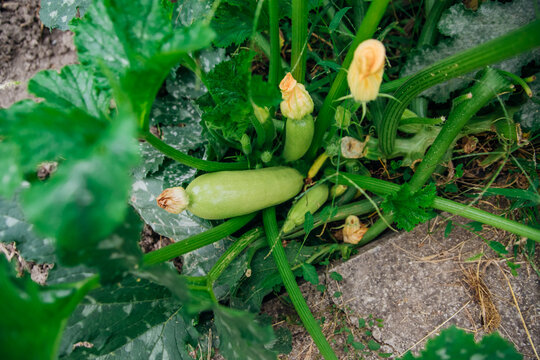 Green unripe squash in the garden. A large bush, large leaves and orange flowers. Zucchini. Farming and agriculture.