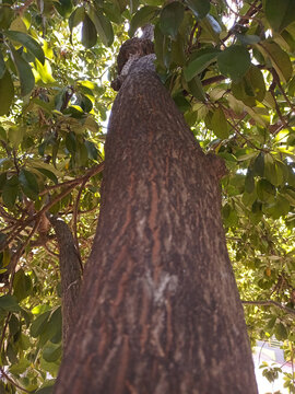 Sapodilla tree. Detail of the tree trunk showing peeling and cracked bark. Nature-themed background, texture, and wallpaper.