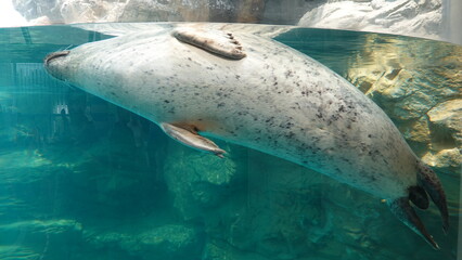 水中でプカプカと浮かぶように泳ぐ可愛いアザラシの姿 © 1178