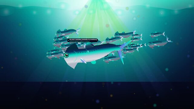 Pelagic biological mirror camouflage in Sardina pilchardus showing silhouette cancellation through dermal scale matrix and guanine crystal plates