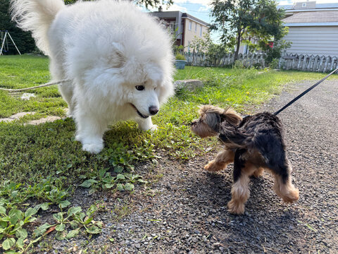 Un Yorkshire Terrier et un Samoy&egrave;de se rencontrent au parc.